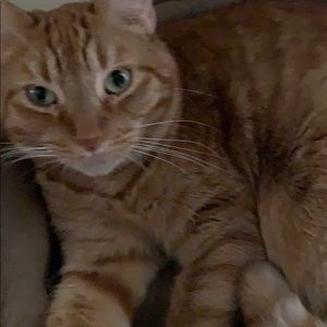 Meet your Posher, Donna